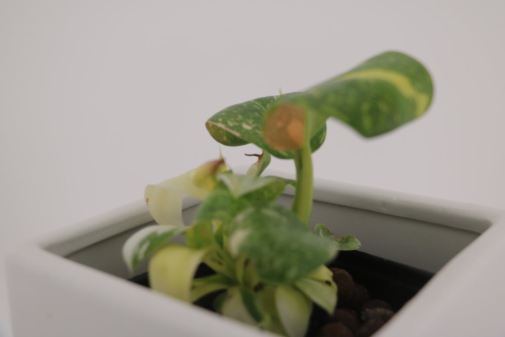 Variegated Philodendron Green Congo * Exact Plant *