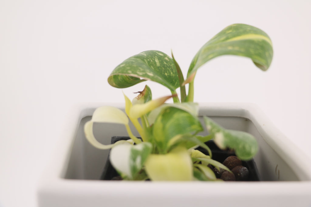 Variegated Philodendron Green Congo * Exact Plant *