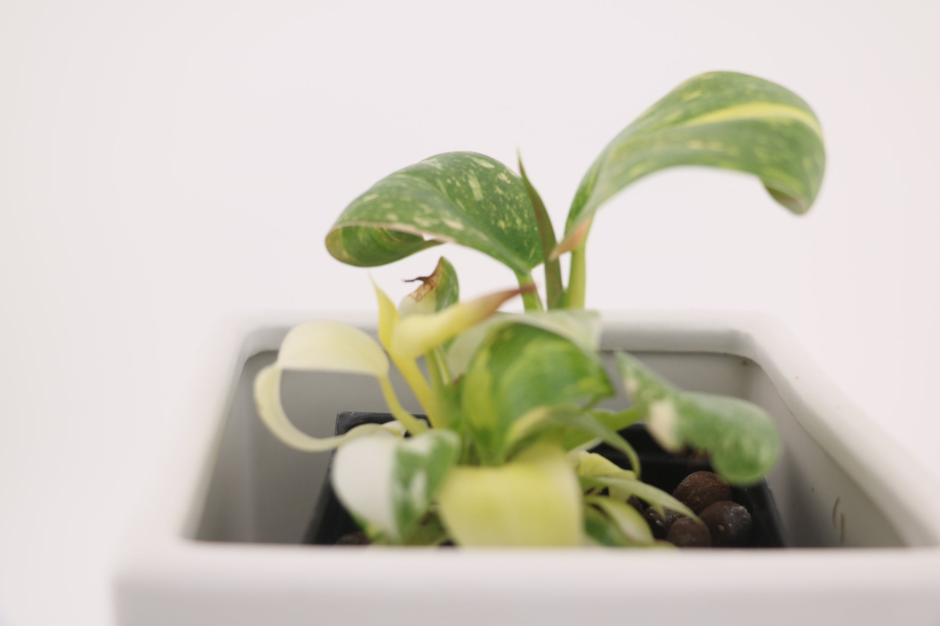 Variegated Philodendron Green Congo * Exact Plant *