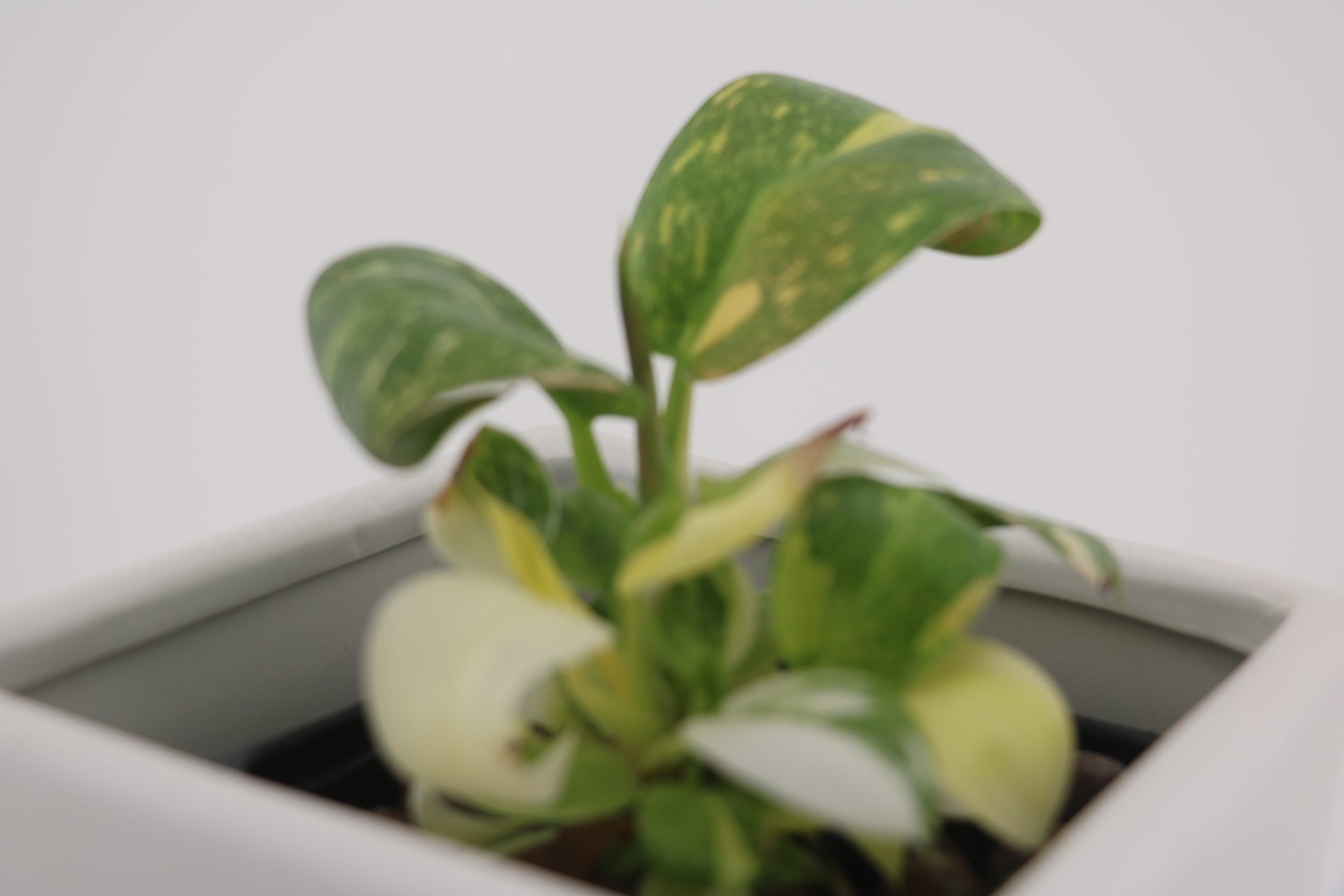 Variegated Philodendron Green Congo * Exact Plant *