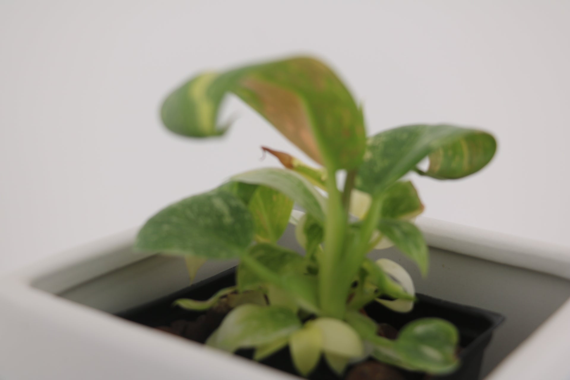 Variegated Philodendron Green Congo * Exact Plant *