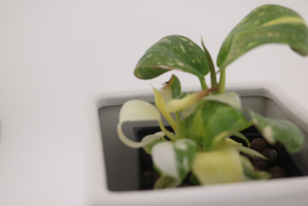 Variegated Philodendron Green Congo * Exact Plant *