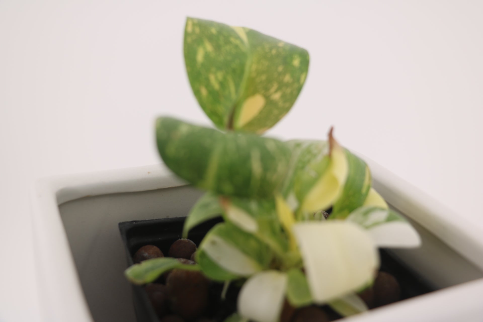 Variegated Philodendron Green Congo * Exact Plant *