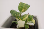 Variegated Philodendron Green Congo * Exact Plant *