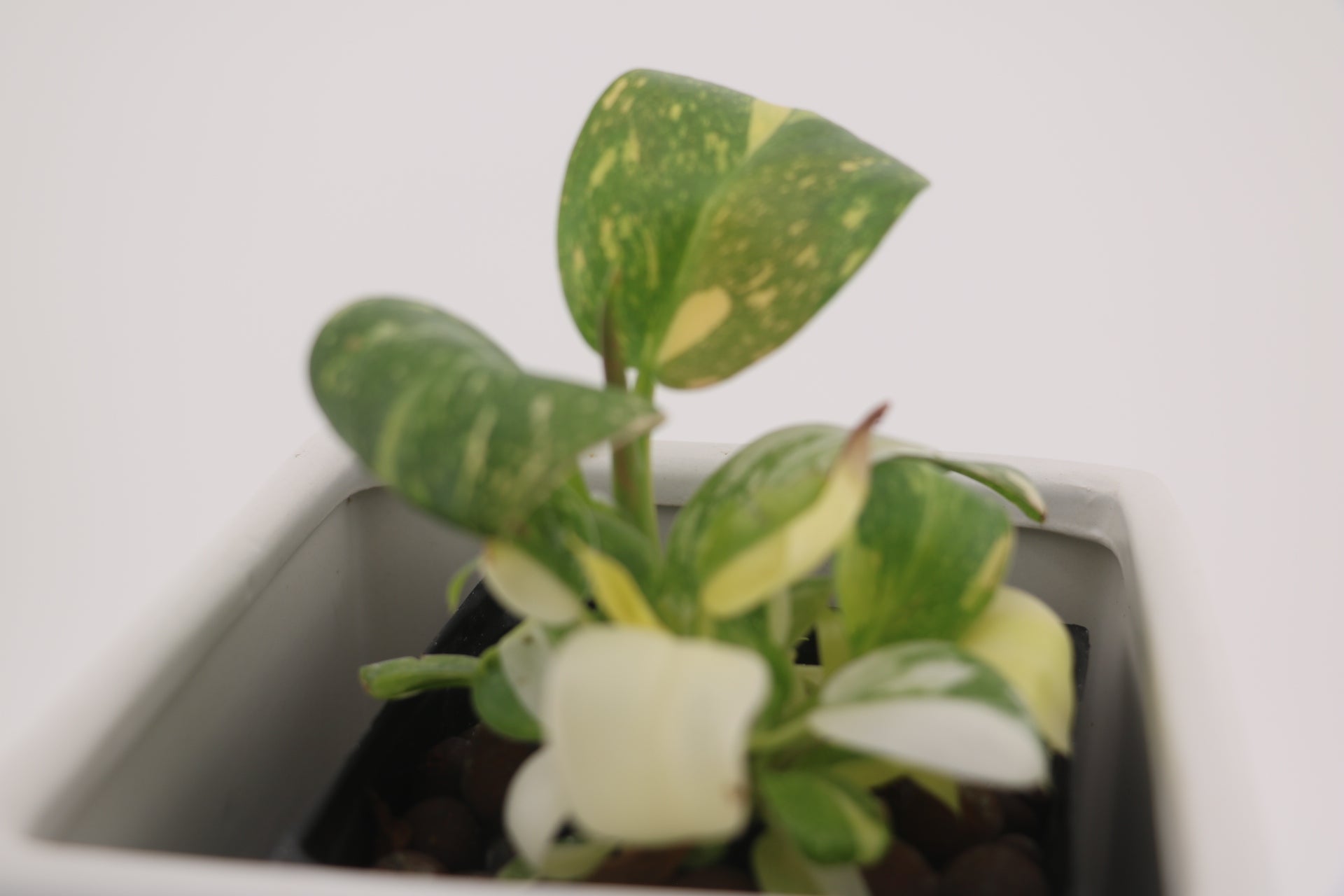 Variegated Philodendron Green Congo * Exact Plant *