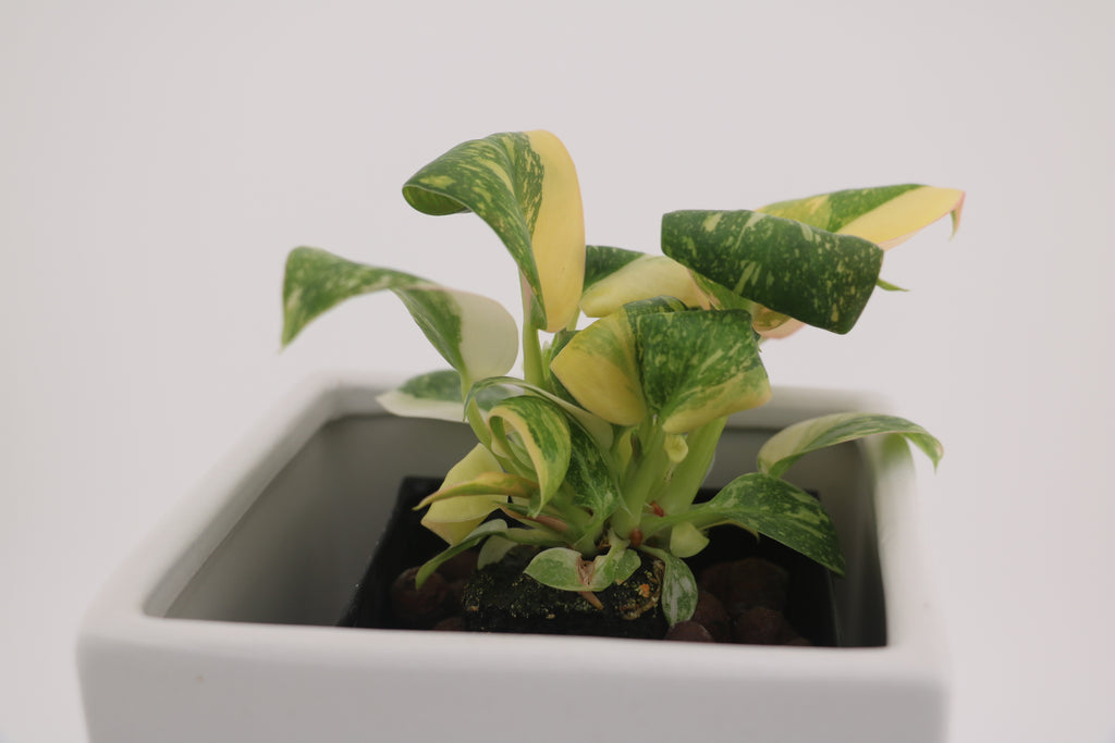 Variegated Philodendron Green Congo * Exact Plant *