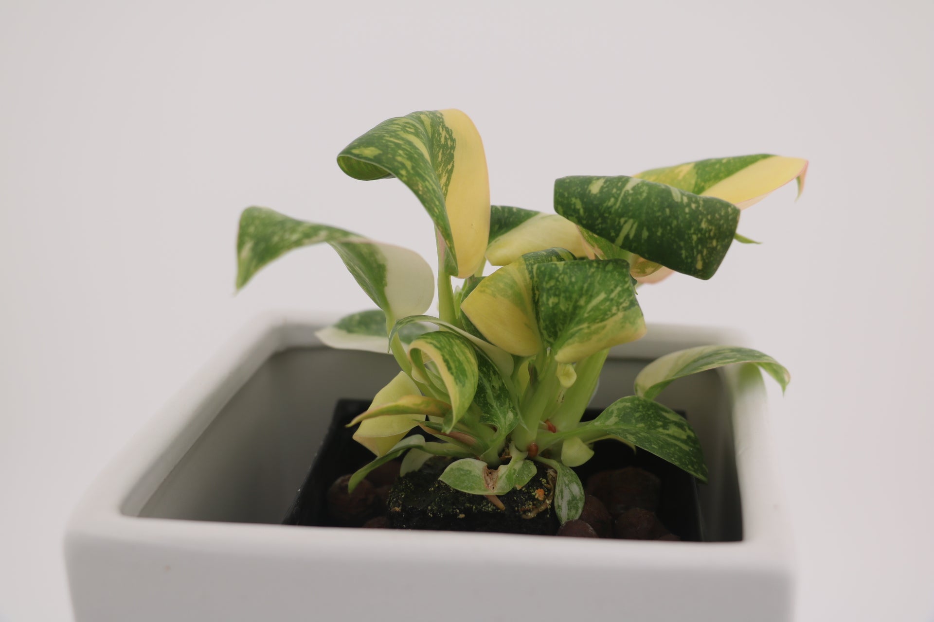 Variegated Philodendron Green Congo * Exact Plant *