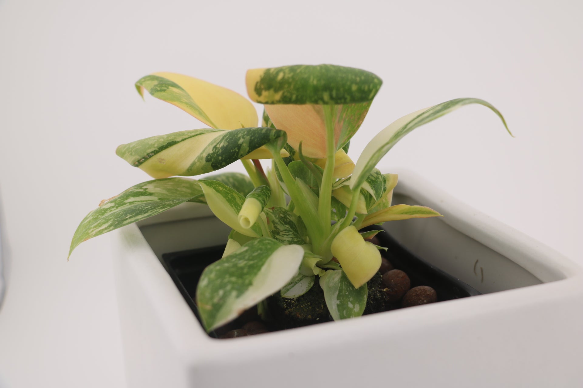 Variegated Philodendron Green Congo * Exact Plant *