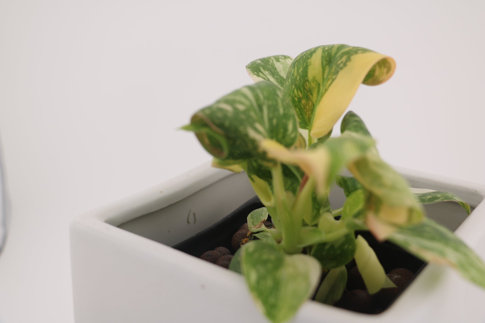 Variegated Philodendron Green Congo * Exact Plant *