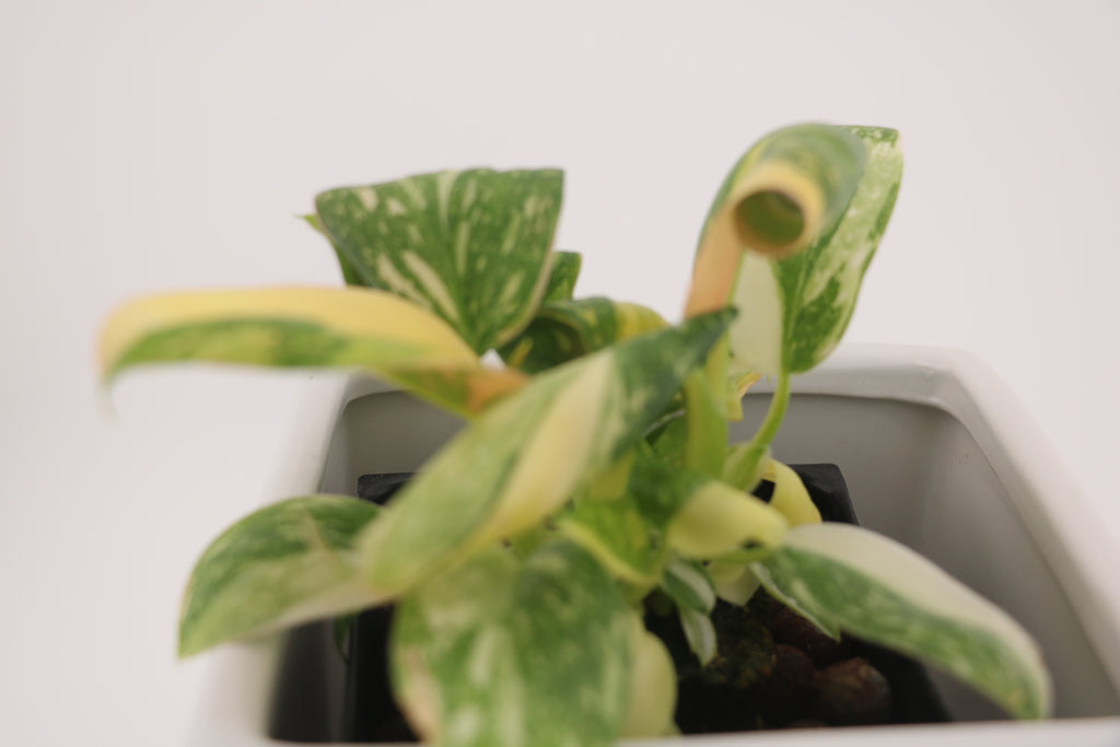 Variegated Philodendron Green Congo * Exact Plant *