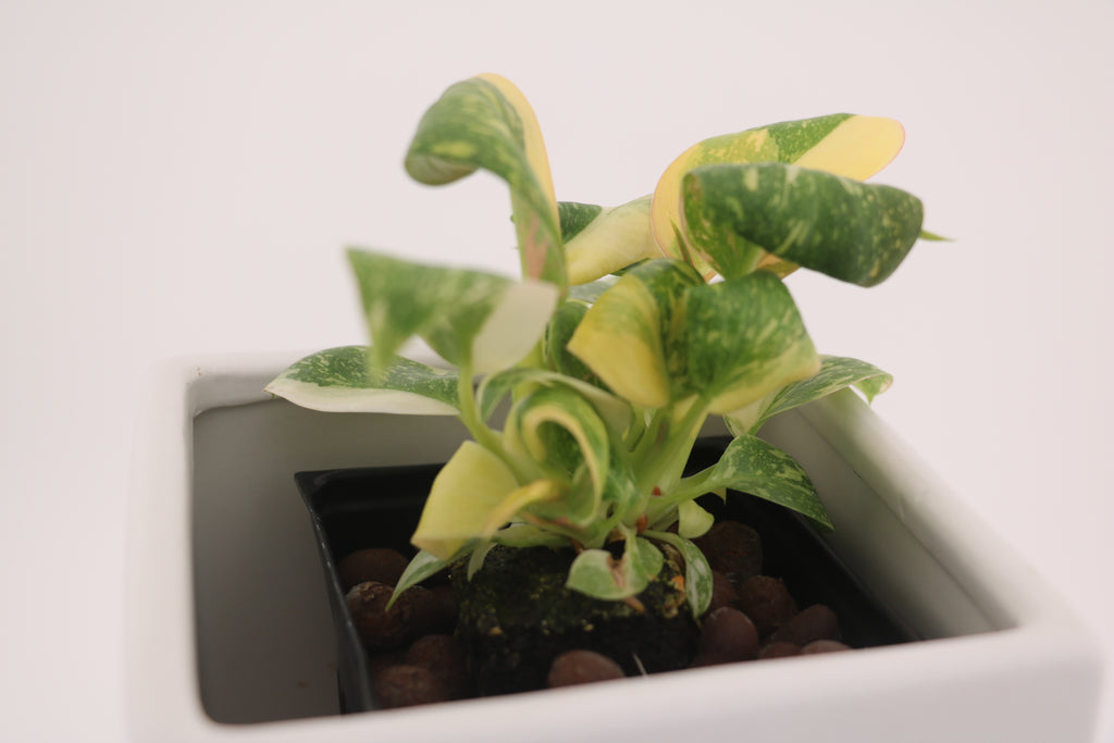 Variegated Philodendron Green Congo * Exact Plant *