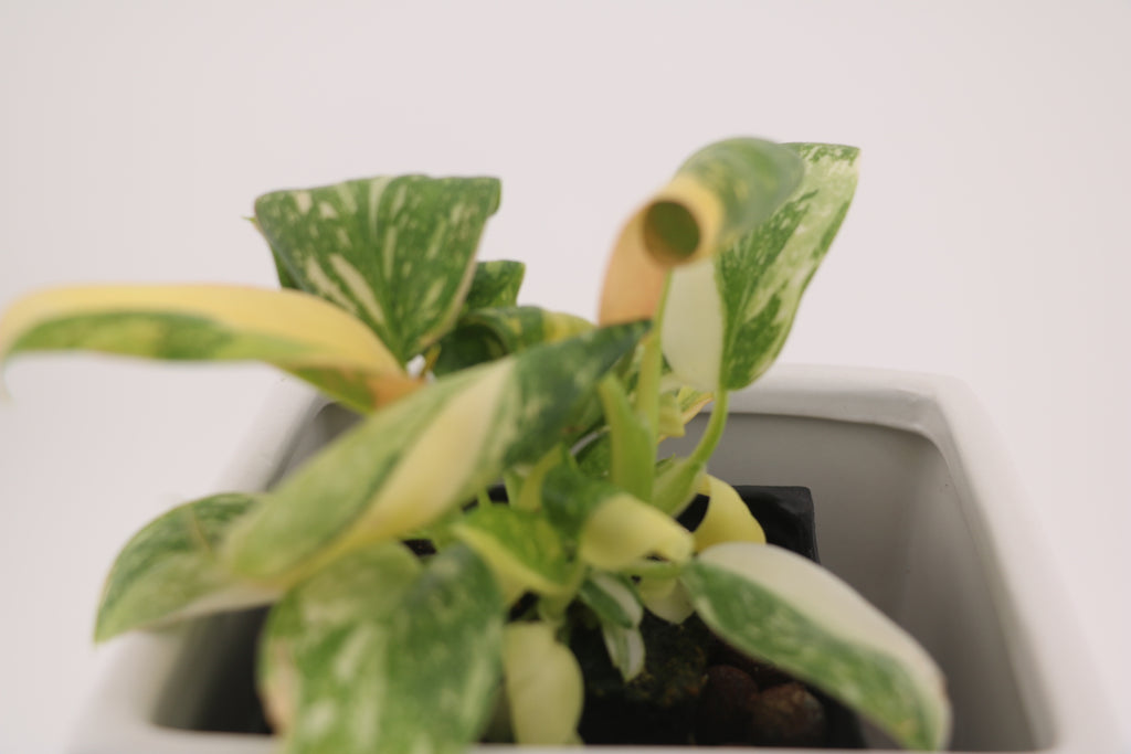 Variegated Philodendron Green Congo * Exact Plant *