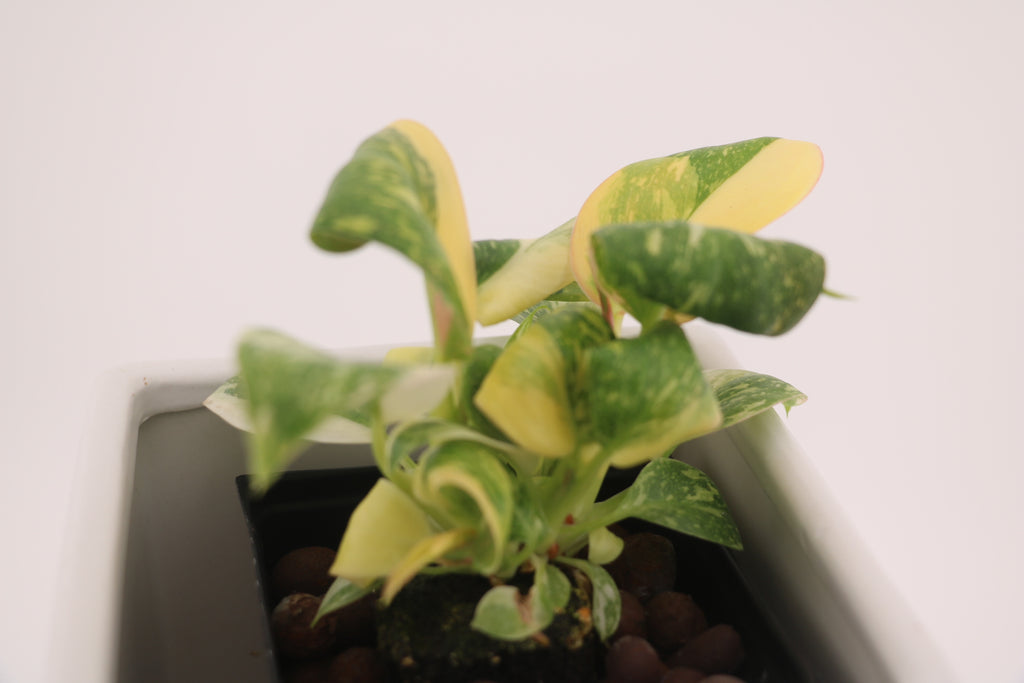 Variegated Philodendron Green Congo * Exact Plant *