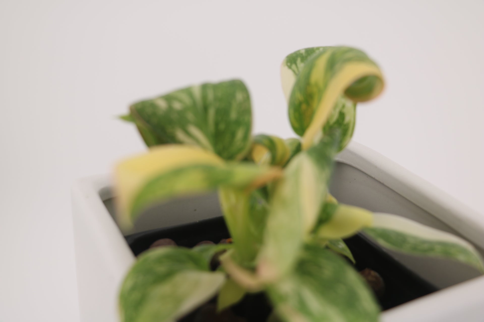 Variegated Philodendron Green Congo * Exact Plant *