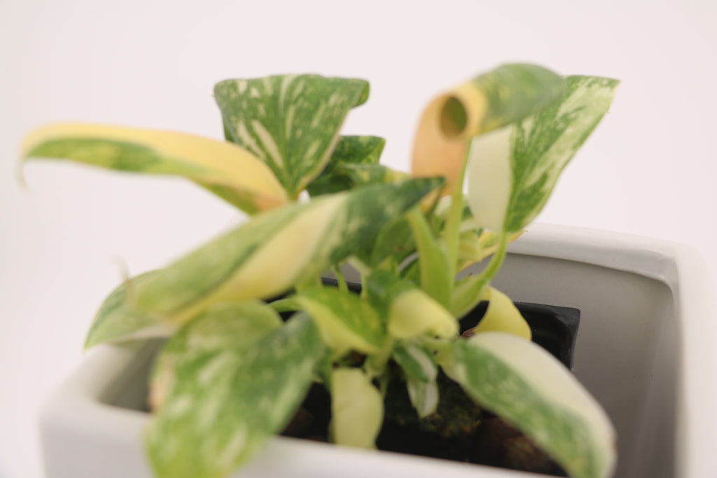 Variegated Philodendron Green Congo * Exact Plant *