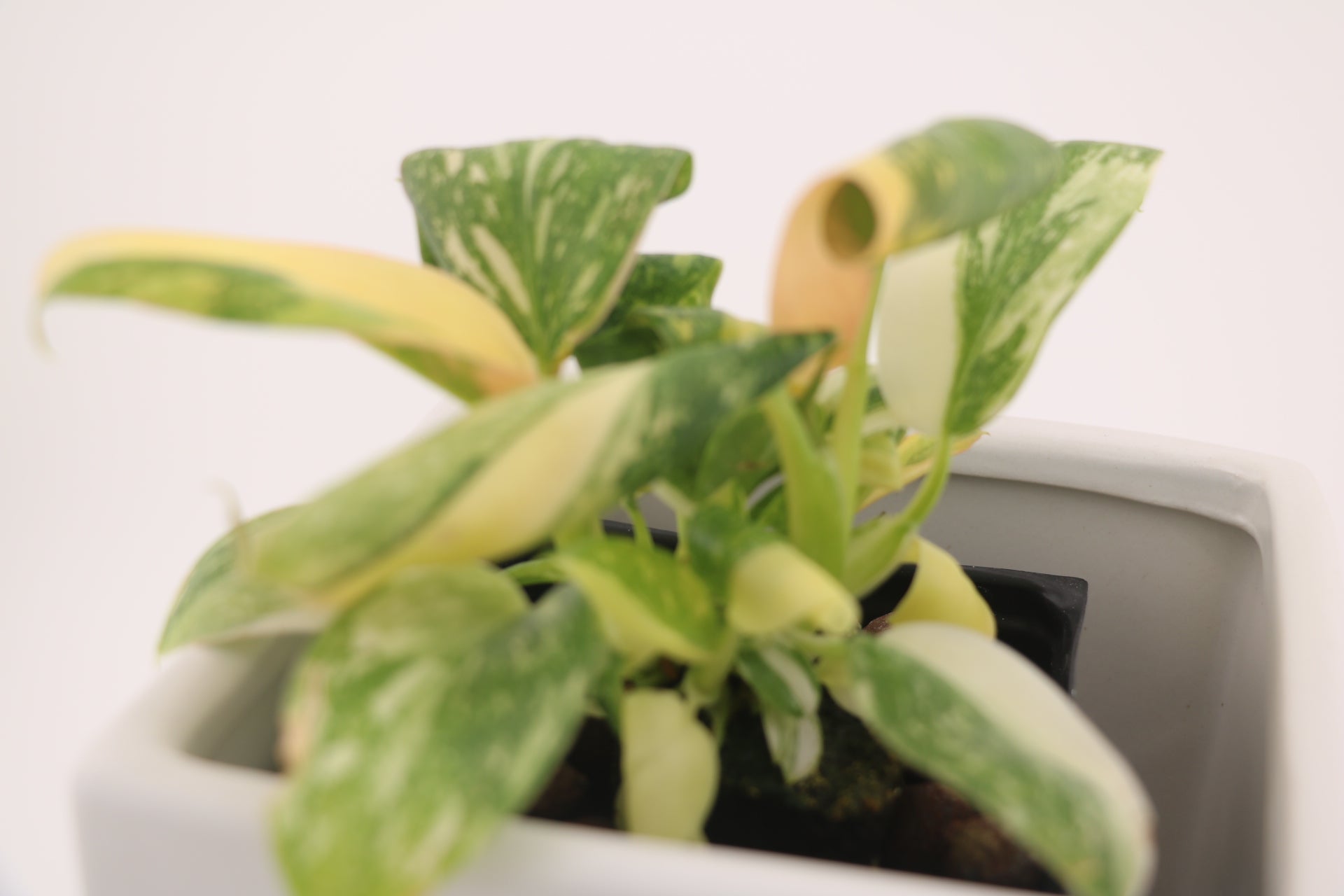 Variegated Philodendron Green Congo * Exact Plant *