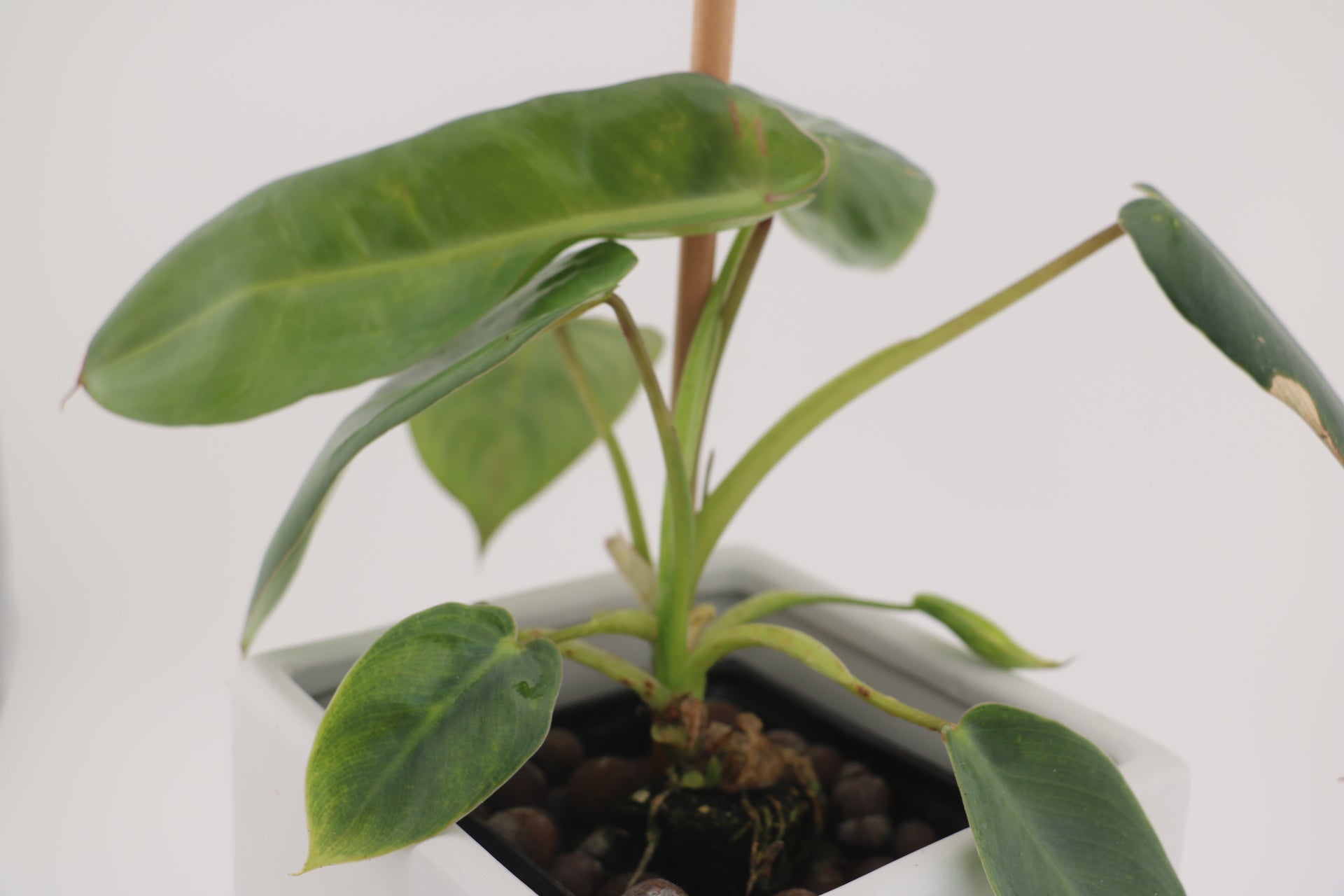 Variegated Philodendron Spiritus Sancti *Exact Young Plant*