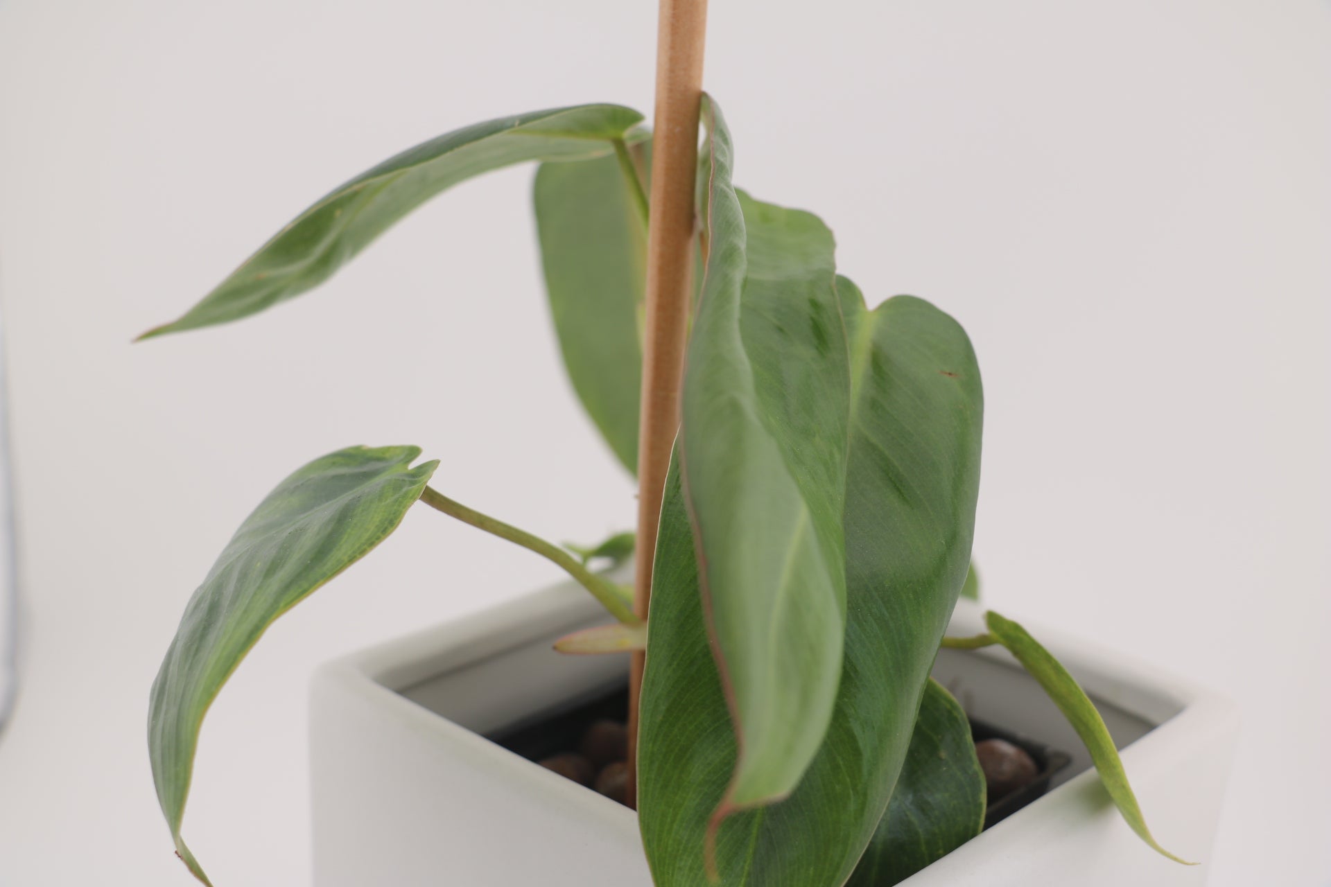 Variegated Philodendron Spiritus Sancti *Exact Young Plant*