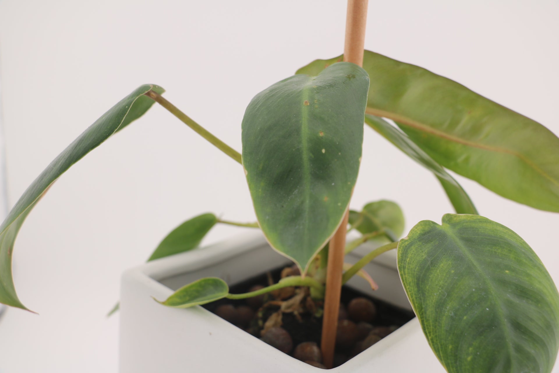 Variegated Philodendron Spiritus Sancti *Exact Young Plant*