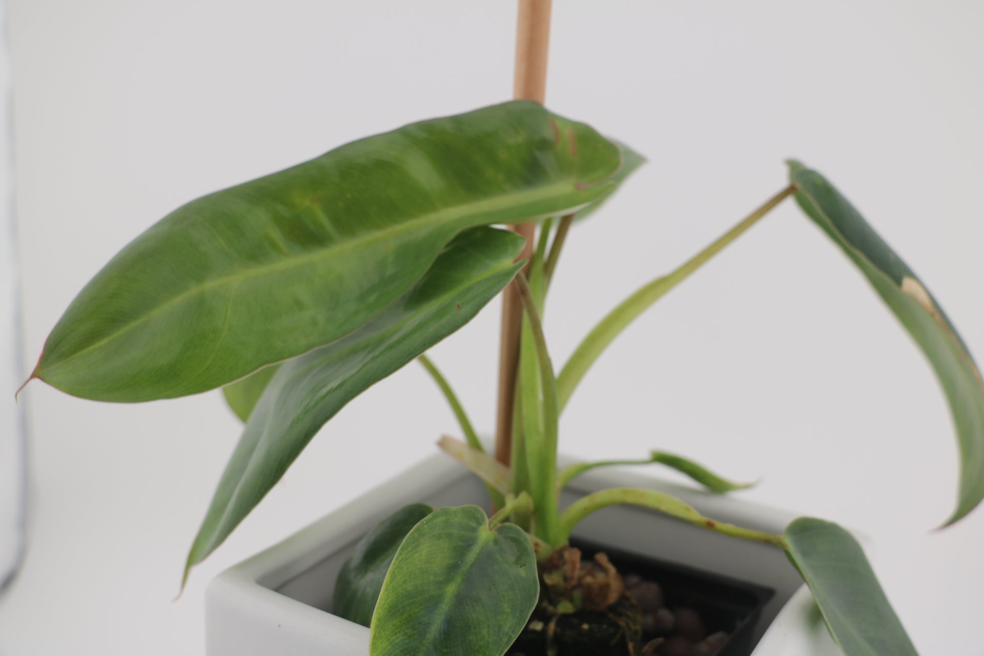 Variegated Philodendron Spiritus Sancti *Exact Young Plant*