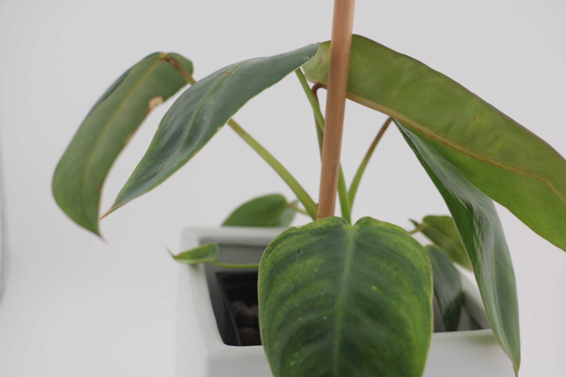 Variegated Philodendron Spiritus Sancti *Exact Young Plant*