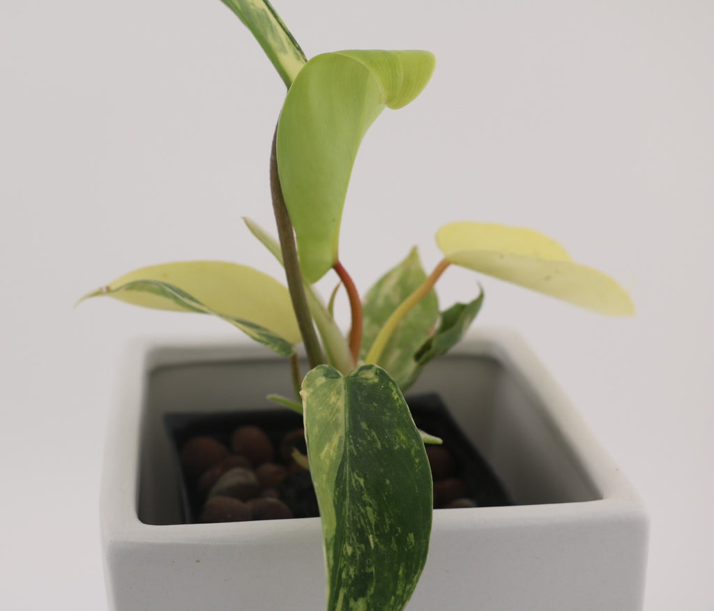 Variegated Philodendron Green Congo * Exact Plant *