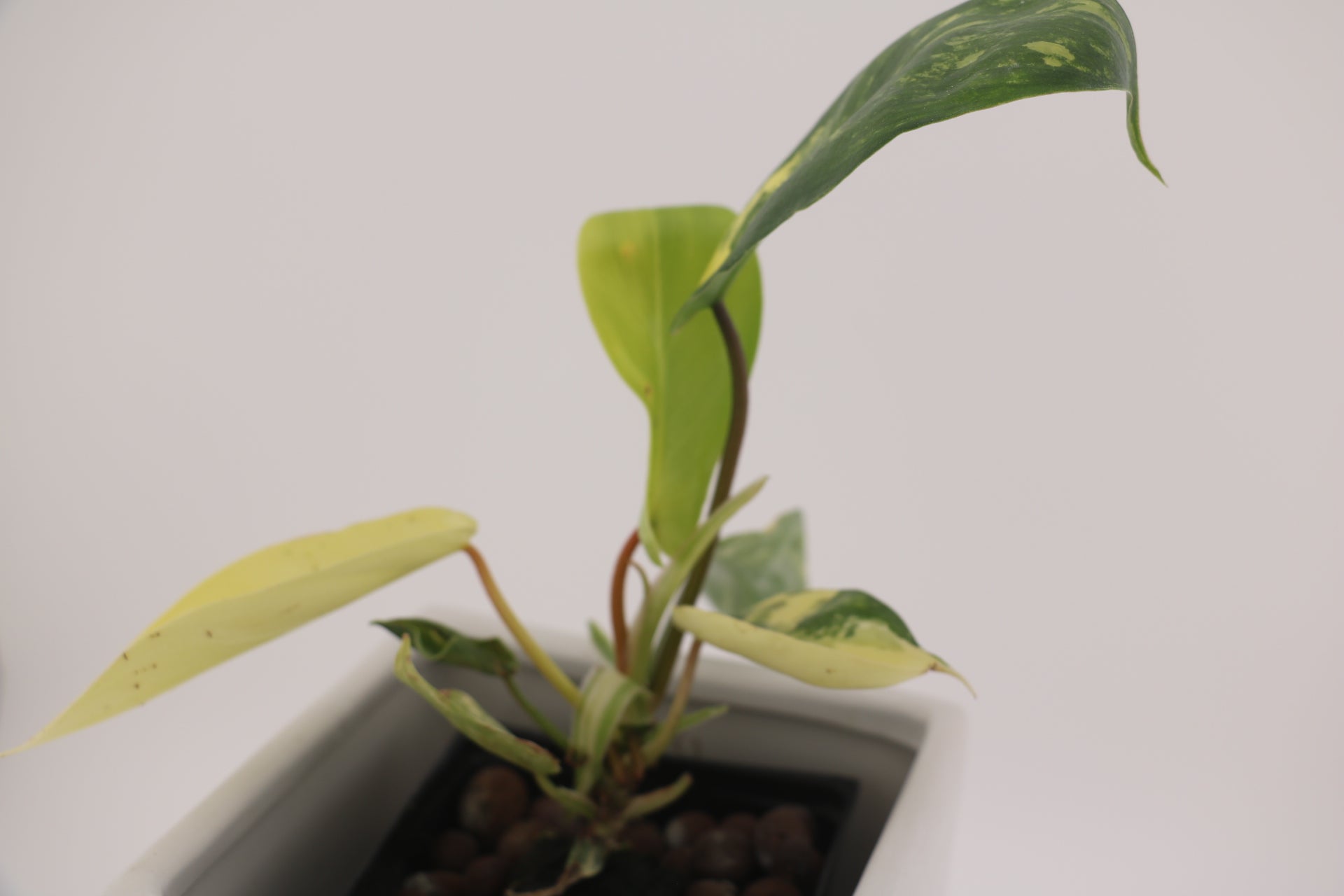 Variegated Philodendron Green Congo * Exact Plant *