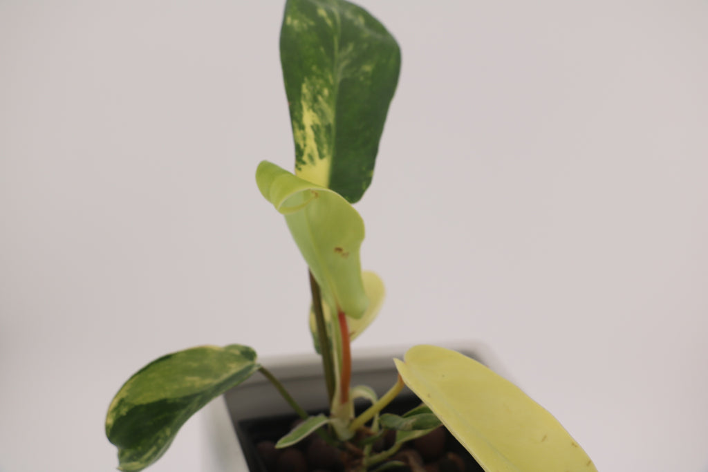Variegated Philodendron Green Congo * Exact Plant *