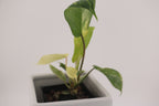 Variegated Philodendron Green Congo * Exact Plant *