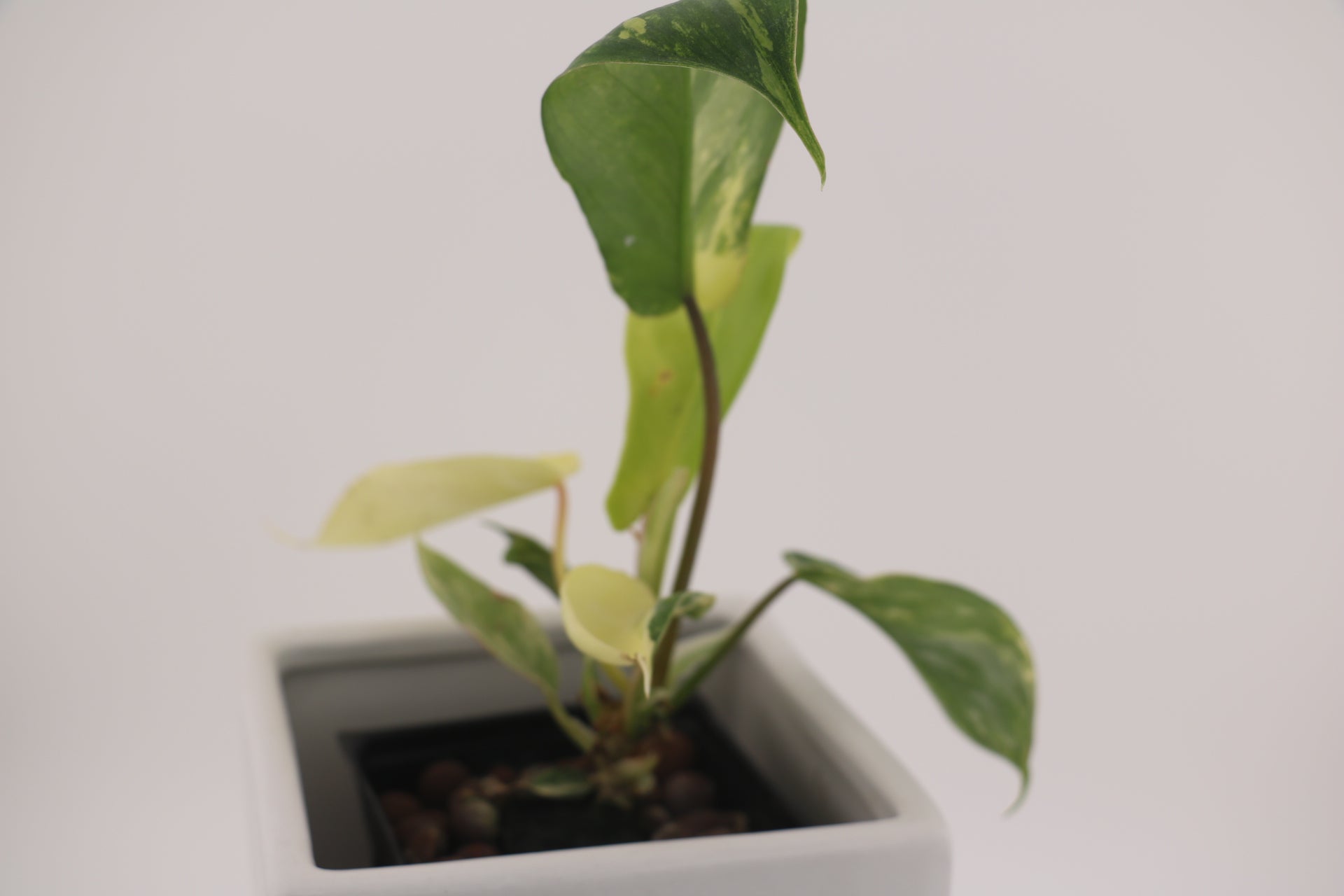 Variegated Philodendron Green Congo * Exact Plant *