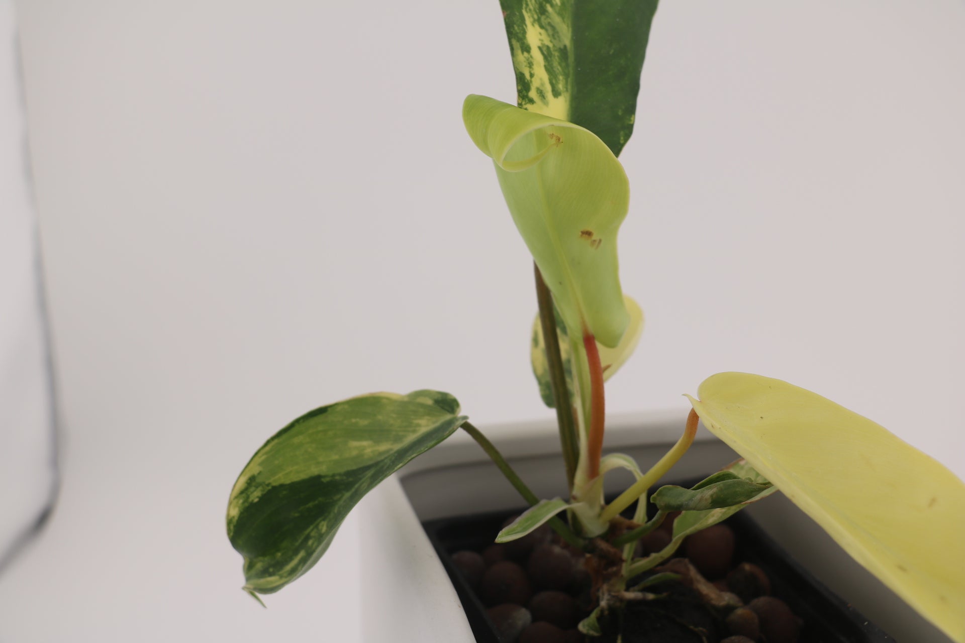 Variegated Philodendron Green Congo * Exact Plant *