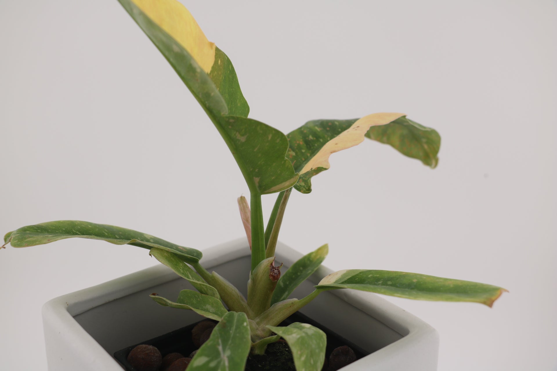 Philodendron Ring of Fire * Exact Plant