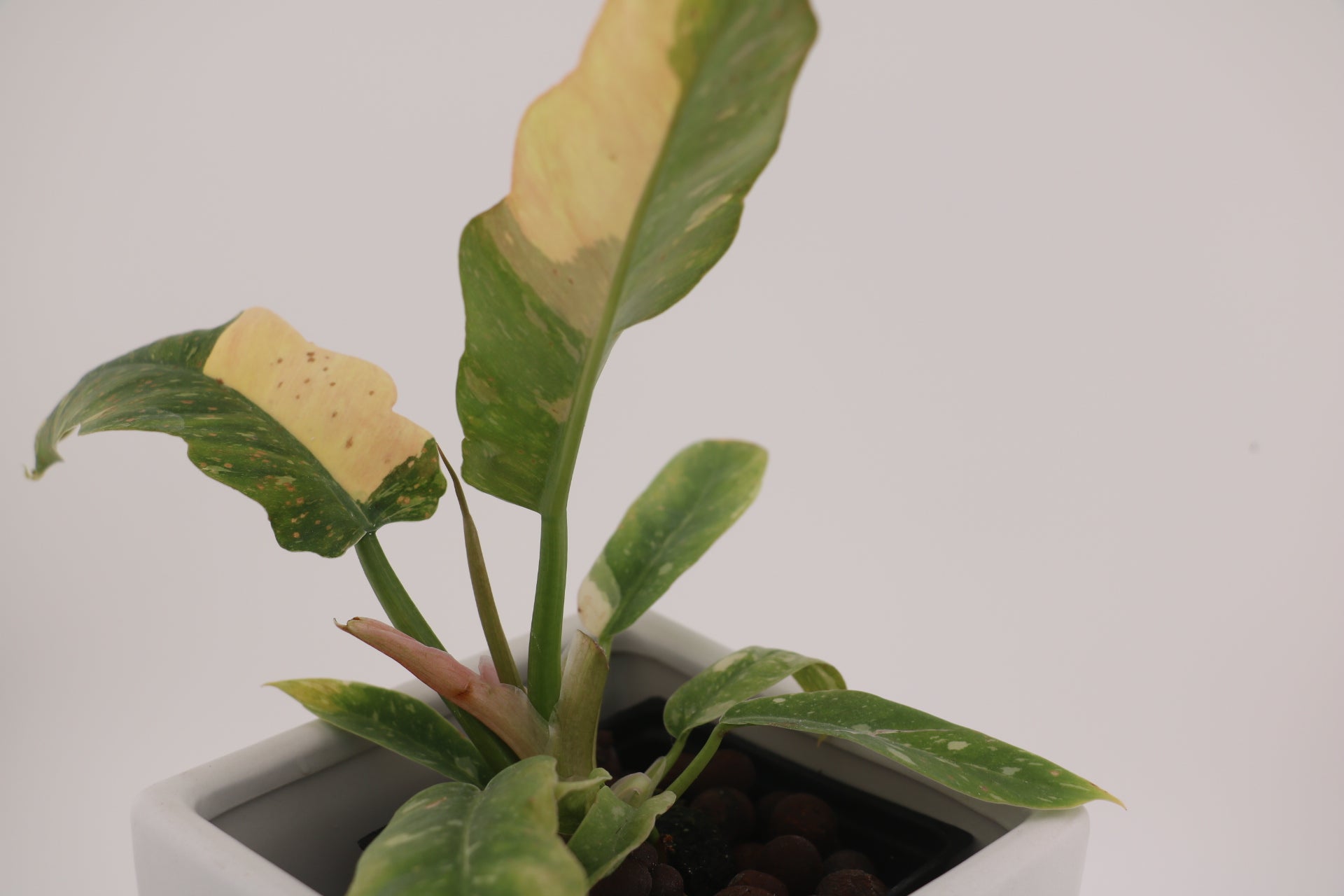 Philodendron Ring of Fire * Exact Plant