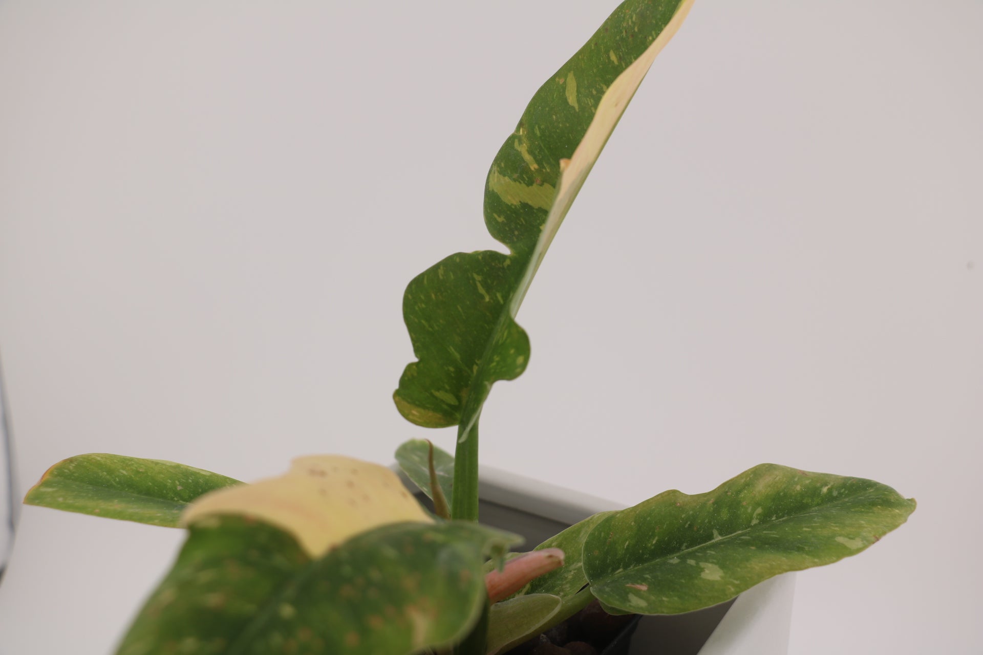 Philodendron Ring of Fire * Exact Plant