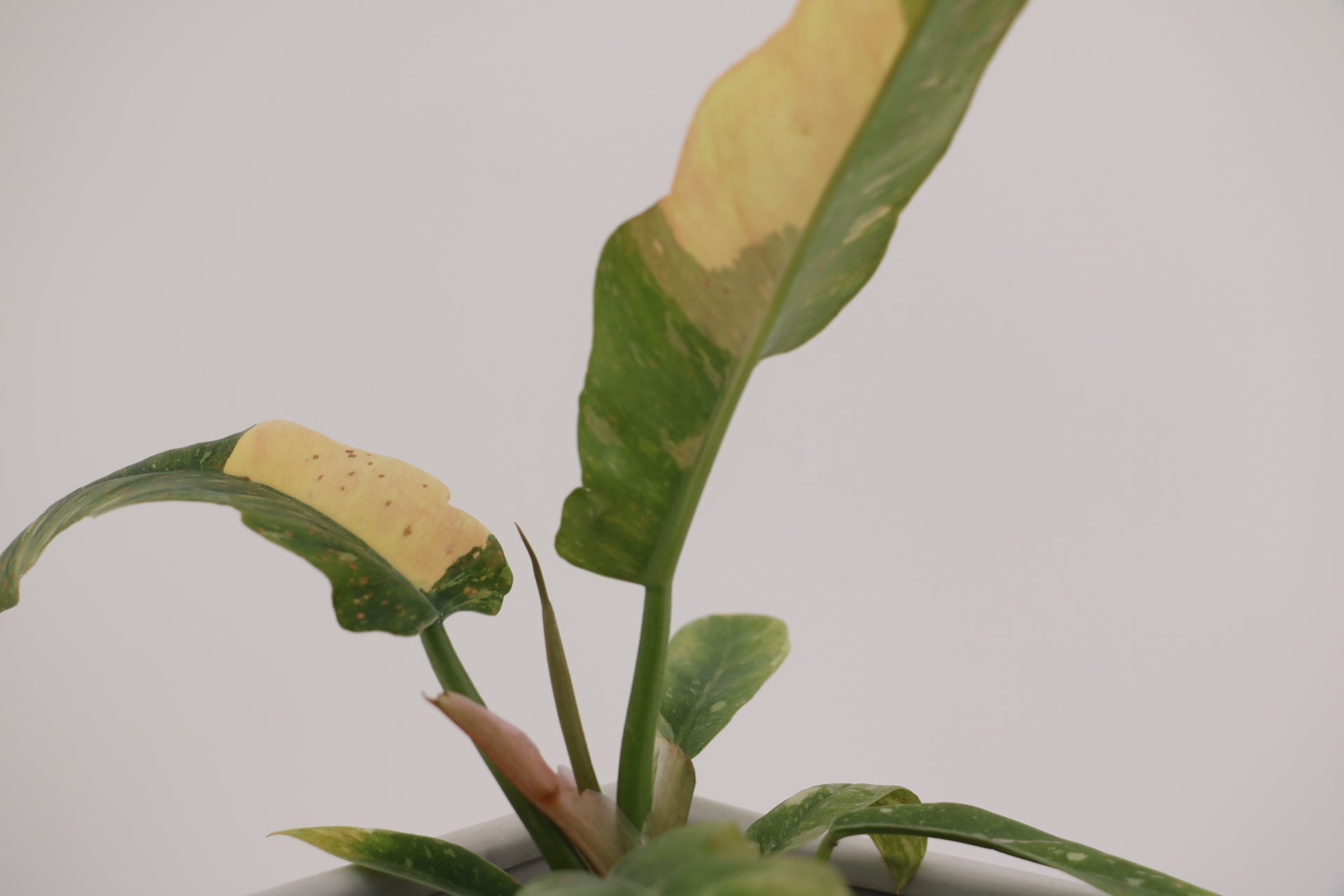 Philodendron Ring of Fire * Exact Plant