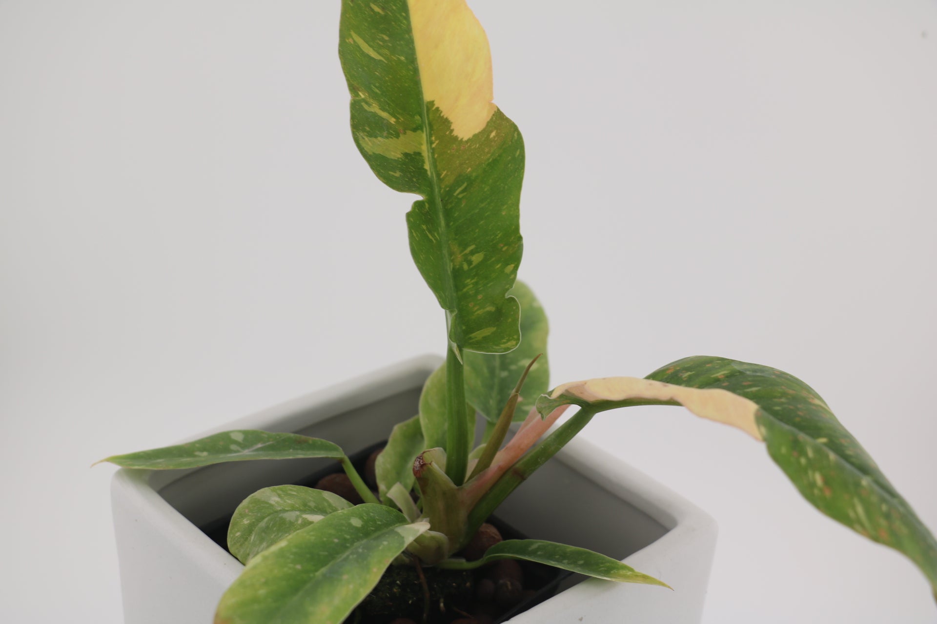 Philodendron Ring of Fire * Exact Plant