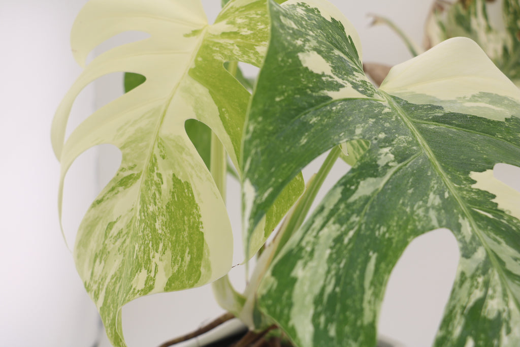 monstera albo near me High Variegation Monstera Albo *Exact Plant* – Verdant Touch