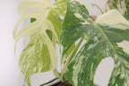 High Variegation Monstera Albo *Exact  Plant*