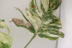 High Variegation Monstera Albo *Exact  Plant*