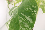 High Variegation Monstera Albo *Exact  Plant*