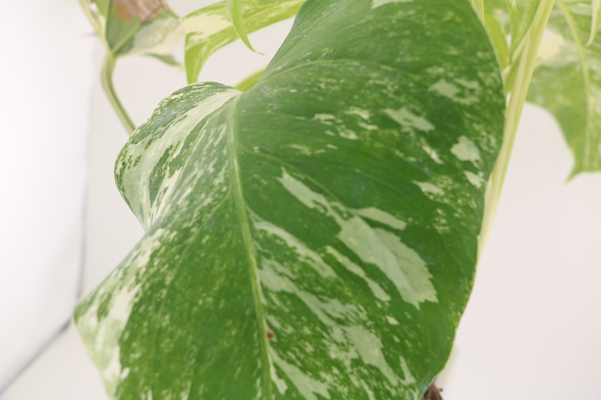 High Variegation Monstera Albo *Exact  Plant*