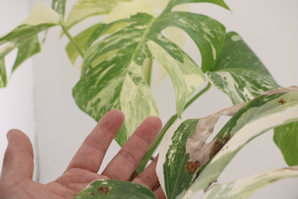 High Variegation Monstera Albo *Exact  Plant*