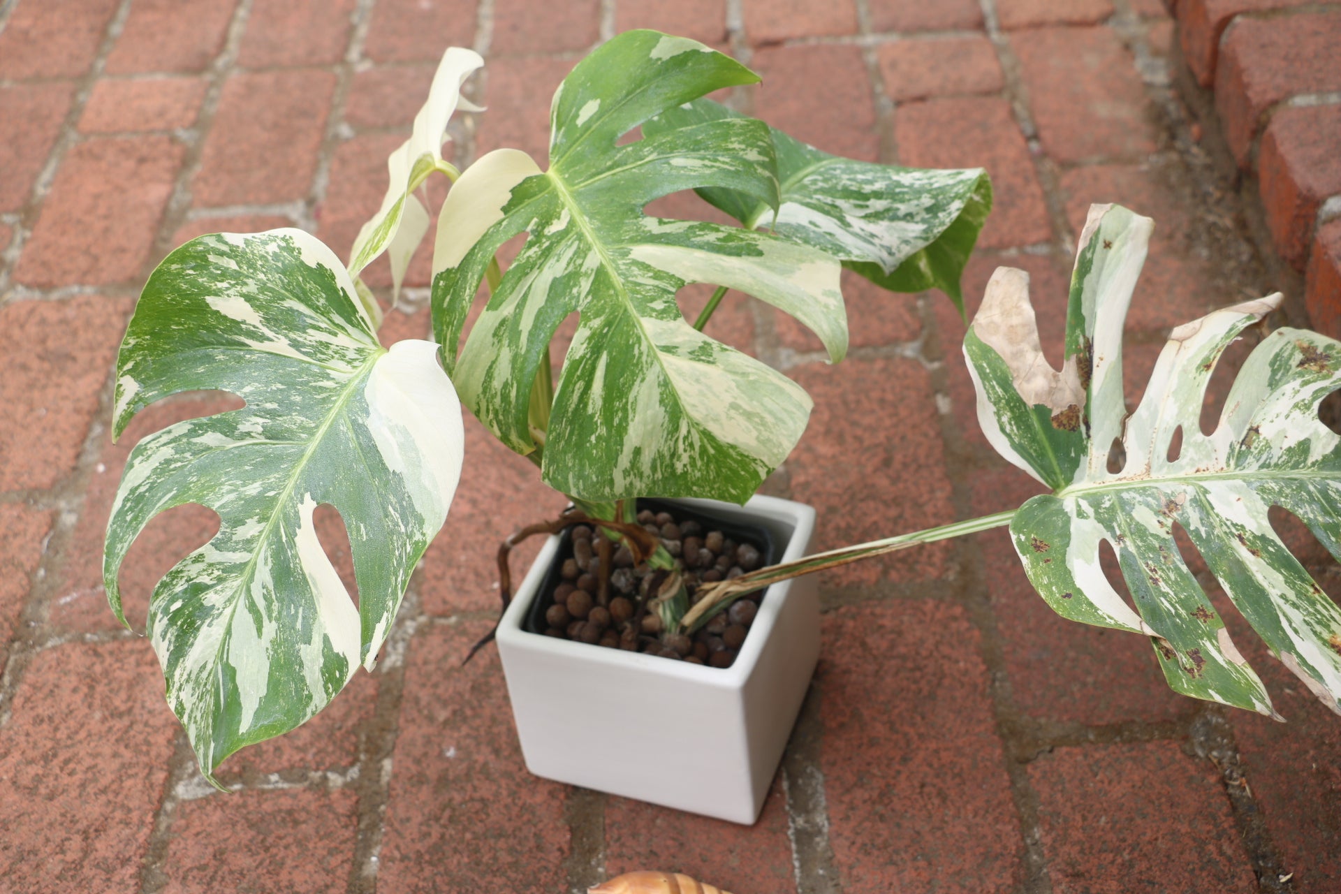 High Variegation Monstera Albo *Exact  Plant*