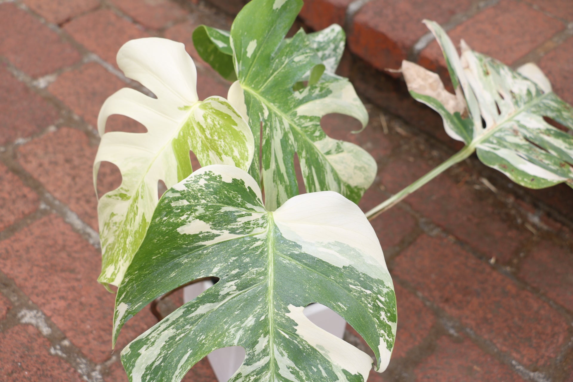 High Variegation Monstera Albo *Exact  Plant*