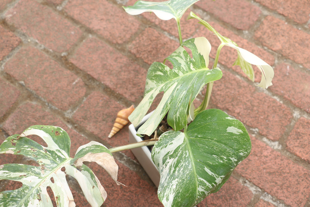 albo monstera for sale near me High Variegation Monstera Albo *Exact Plant* – Verdant Touch