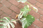 High Variegation Monstera Albo *Exact  Plant*
