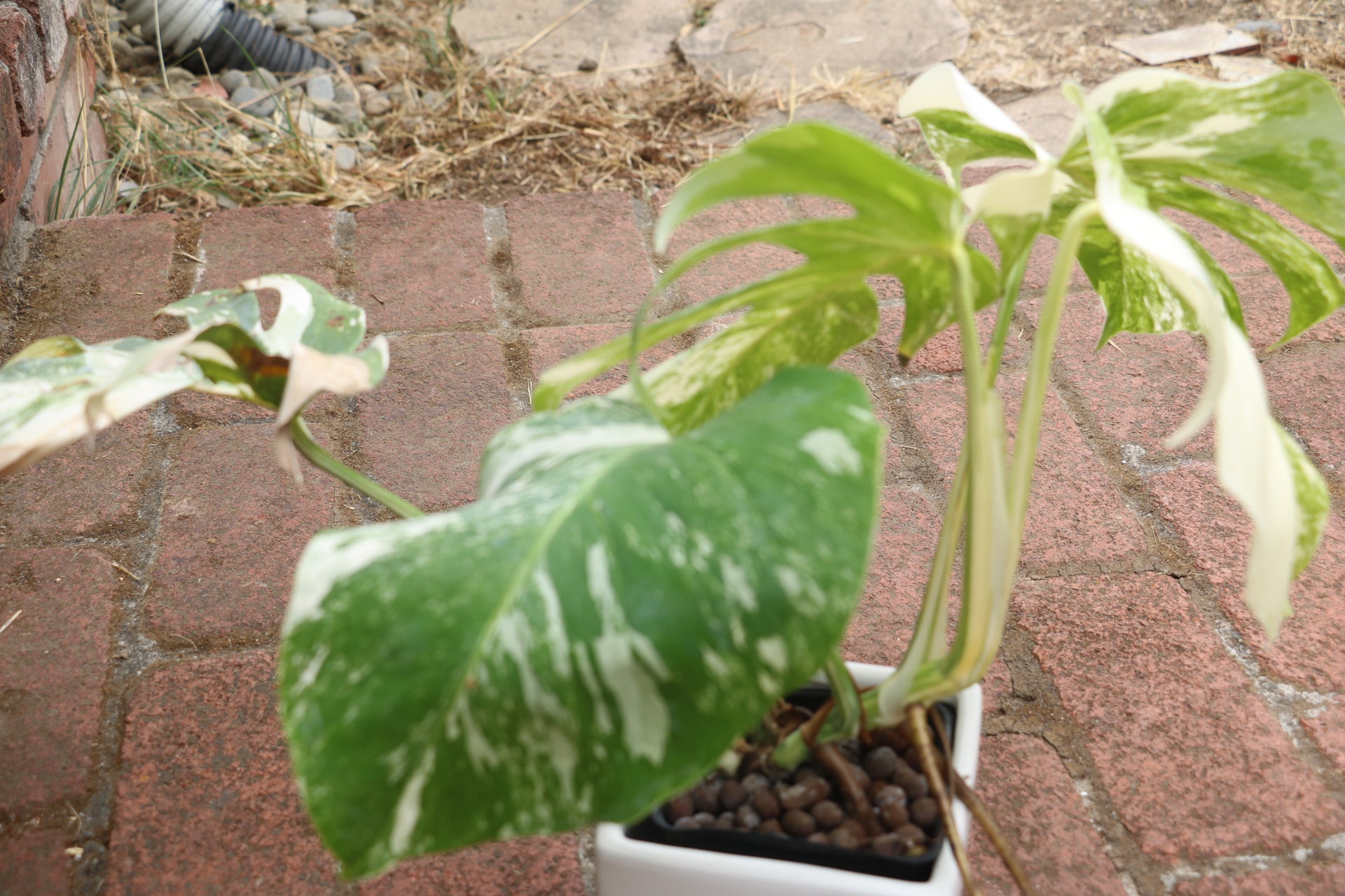 philodendron monstera albo High Variegation Monstera Albo *Exact Plant* – Verdant Touch