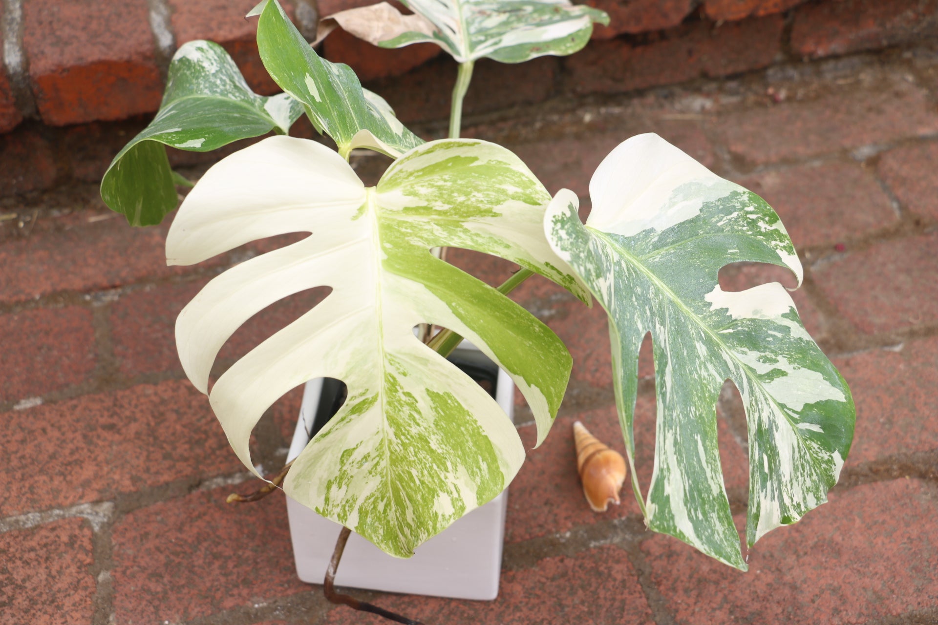 monstera albo near me High Variegation Monstera Albo *Exact Plant* – Verdant Touch