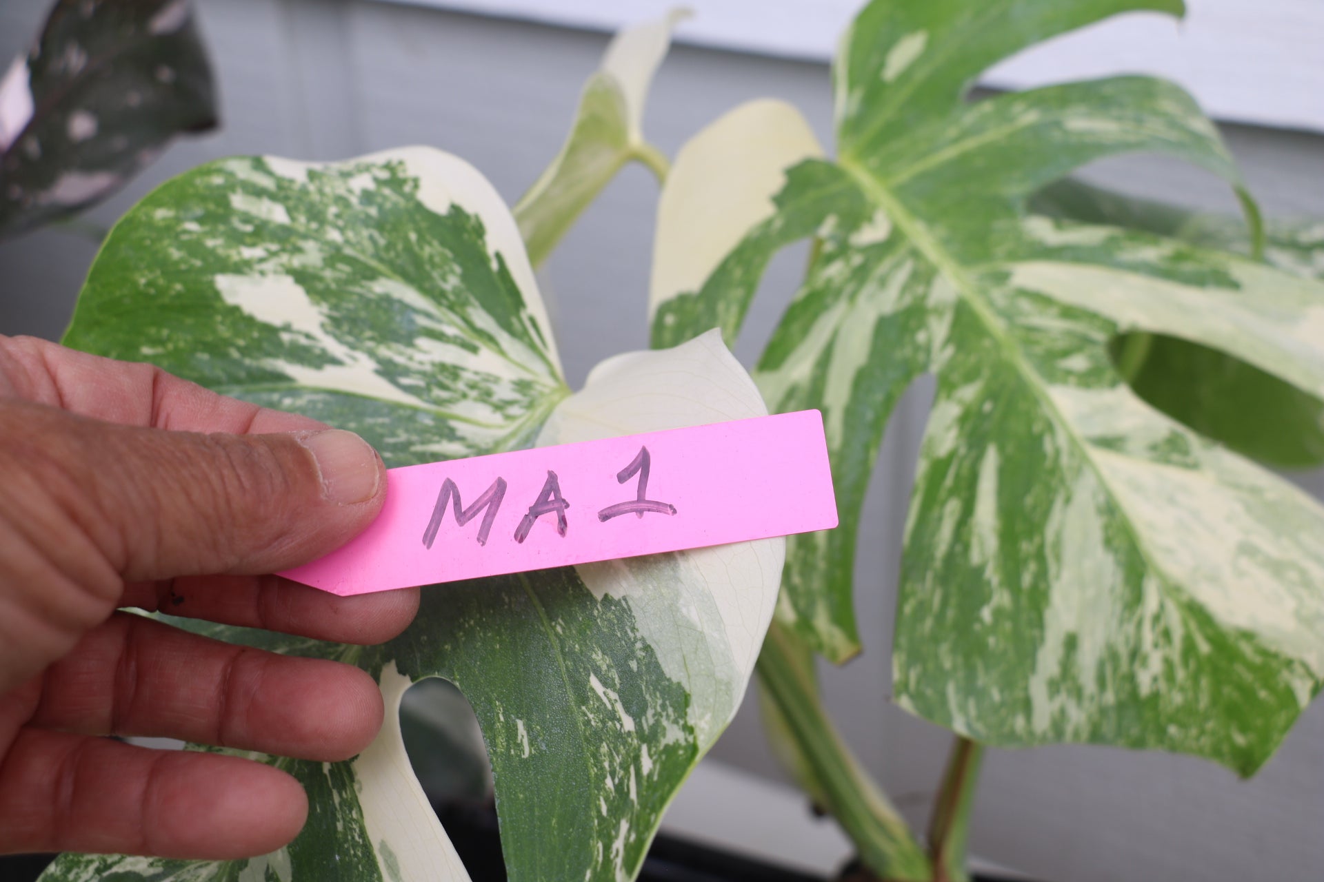 monstera deliciosa albo High Variegation Monstera Albo *Exact Plant* – Verdant Touch