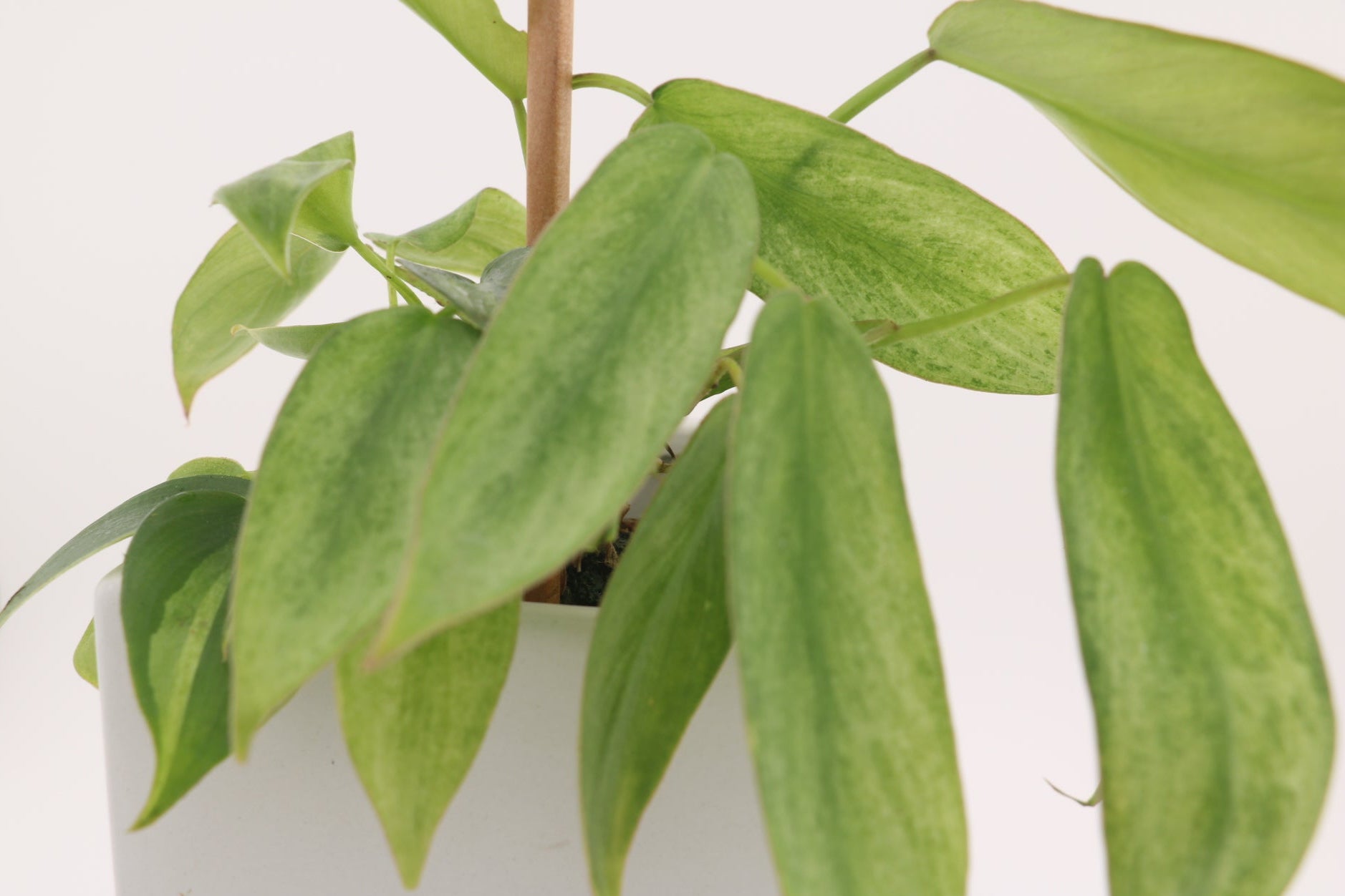 Philodendron Variegated Longilobatum * Exact Plant